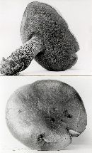 Boletus frostii image