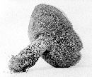 Boletus frostii image