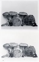 Boletus illudens image