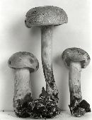 Boletus inedulis image