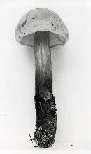 Boletus inedulis image