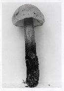 Boletus inedulis image