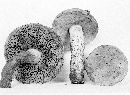 Boletus luridus image