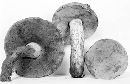 Boletus luridus image