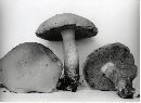 Boletus miniato-olivaceus image