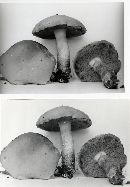 Boletus miniato-olivaceus image