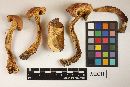 Boletus miniato-pallescens image