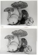 Pseudoboletus parasiticus image