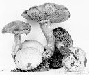 Pseudoboletus parasiticus image