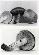 Boletus patriciae image