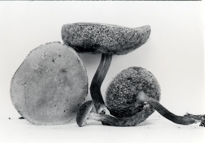 Boletus patriciae image