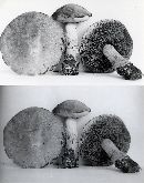 Boletus projectellus image