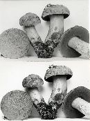 Boletus pseudo-olivaceus image