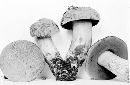 Boletus pseudo-olivaceus image