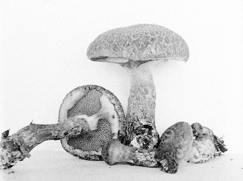 Boletus pseudopeckii image