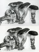 Boletus pulverulentus image