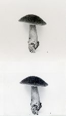 Boletus roxanae image