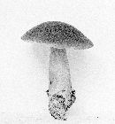 Boletus roxanae image