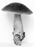 Boletus roxanae image