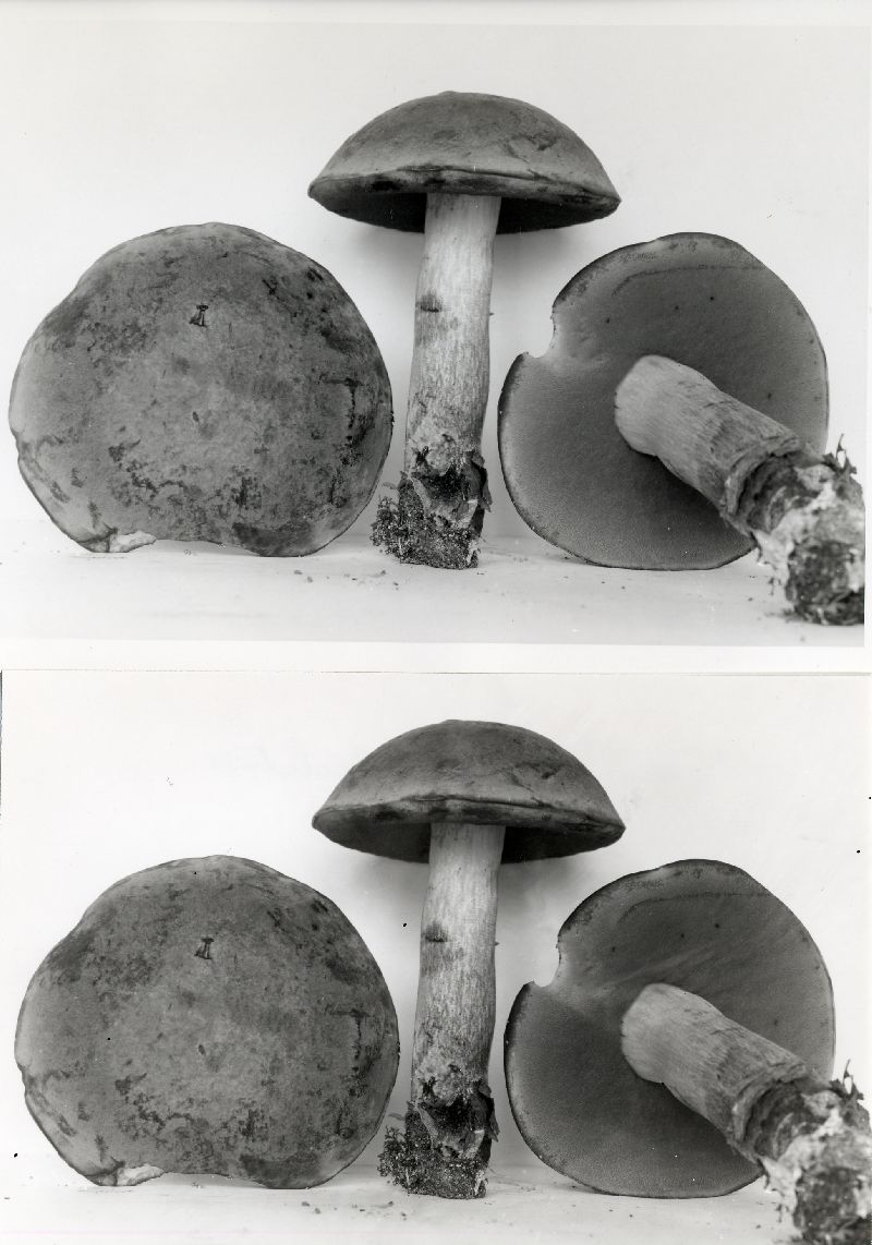 Boletus rufocinnamomeus image