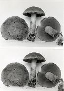 Boletus rufocinnamomeus image