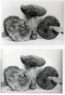 Boletus rufocinnamomeus image