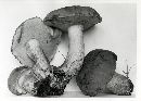 Boletus sensibilis image