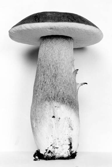 Boletus sensibilis var. sensibilis image