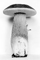 Boletus sensibilis image