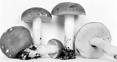 Boletus subglabripes image