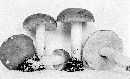 Boletus subglabripes image