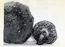 Boletus subtomentosus image