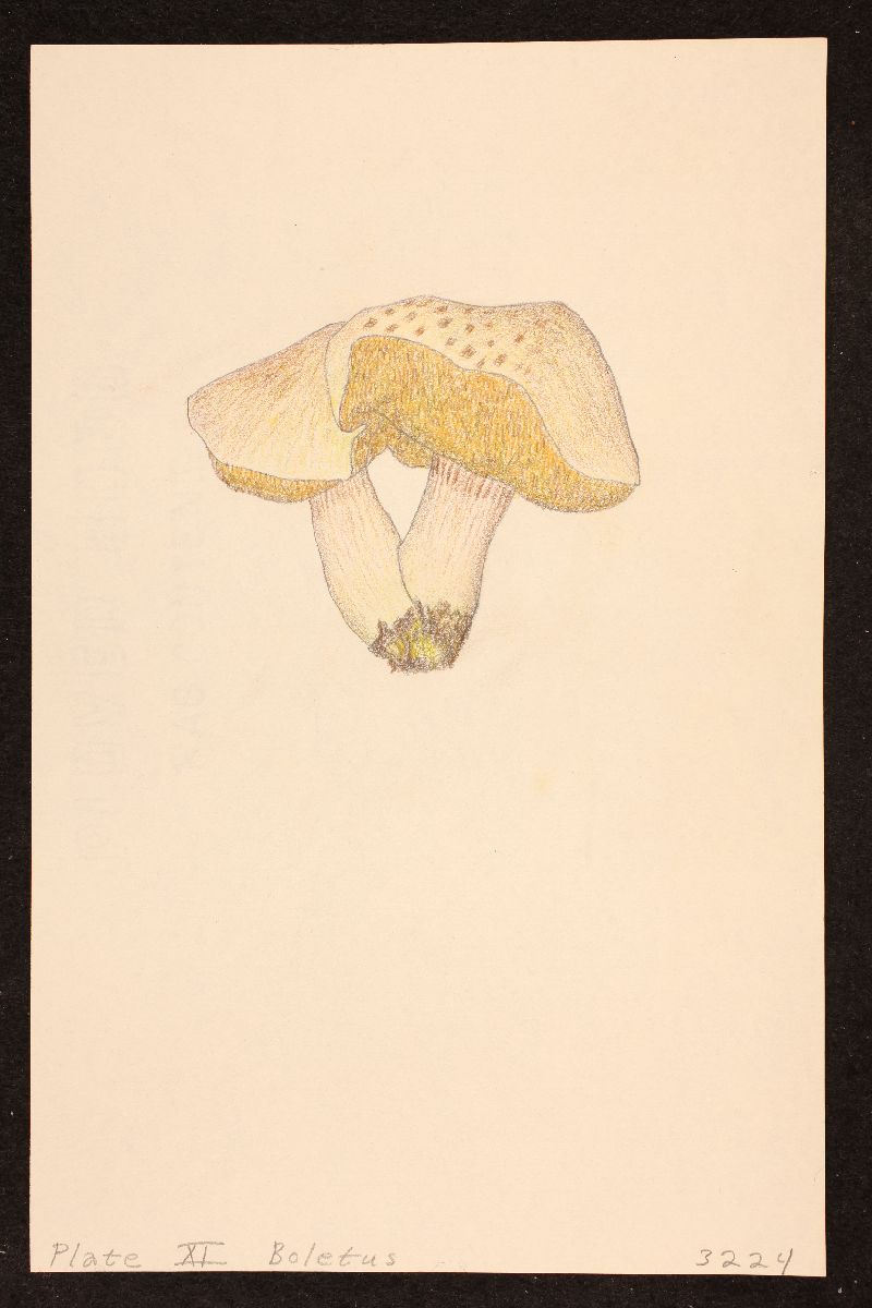 Boletus tomentosulus image