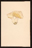 Image of Boletus tomentosulus