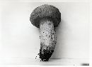 Boletus variipes image