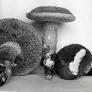 Boletus variipes image