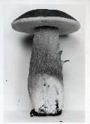 Boletus variipes image