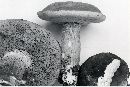 Boletus variipes image