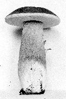 Boletus variipes image