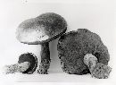 Boletus vermiculosus image