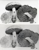 Boletus vermiculosus image