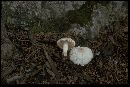 Lepiota erminea image