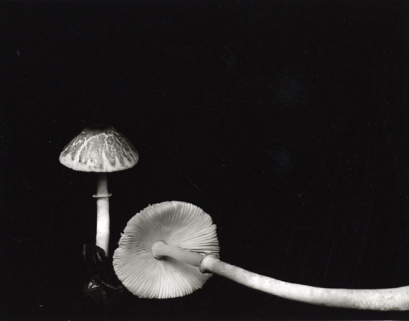 Lepiota glabridisca image