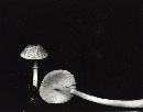 Lepiota glabridisca image