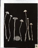 Hemimycena pseudolactea image