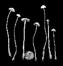 Hemimycena pseudolactea image