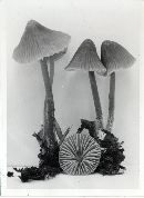 Mycena abramsii image