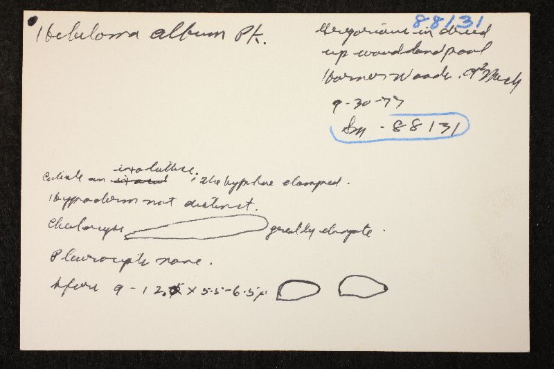 Hebeloma album image