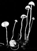 Mycena acicula image