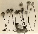 Mycena albiceps image